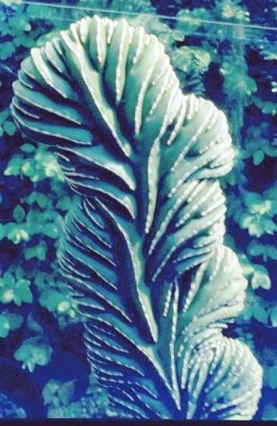 stenocereus_marginatus